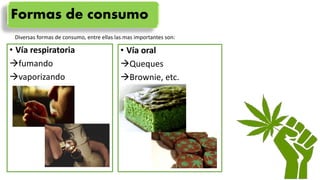 Formas de consumo
• Vía respiratoria
fumando
vaporizando
• Vía oral
Queques
Brownie, etc.
Diversas formas de consumo, entre ellas las mas importantes son:
 