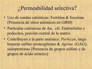 ¿Permeabilidad selectiva?
• Uso de sondas catiónicas: Ferritina & lisozima.
(Presencia de sitios aniónicos en GBM)
• Partículas catiónicas de Au, cél. Endoteliales y
podocitos, porción central de la matriz.
• Contribuyen a la parte aniónica: Perlecan, largo
heparan sulfato proteoglicano & Agrina. (GAG),
sialoproteínas [Presencia de grupos sulfato y de
grupos de ácido urónico]
 
