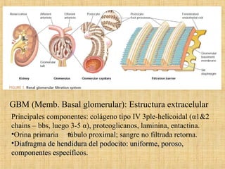 GBM (Memb. Basal glomerular): Estructura extracelular
Principales componentes: colágeno tipo IV 3ple-helicoidal (α1&2
chains – bbs, luego 3-5 α), proteoglicanos, laminina, entactina.
•Orina primaria túbulo proximal; sangre no filtrada retorna.
•Diafragma de hendidura del podocito: uniforme, poroso,Diafragma de hendidura del podocito: uniforme, poroso,
componentes específicos.componentes específicos.
 