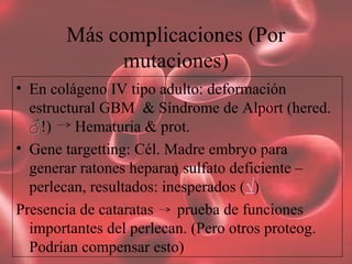 Más complicaciones (Por
mutaciones)
• En colágeno IV tipo adulto: deformación
estructural GBM & Síndrome de Alport (hered.
♂♂!) Hematuria & prot.
• Gene targetting: Cél. Madre embryo para
generar ratones heparan sulfato deficiente –
perlecan, resultados: inesperados (√)
Presencia de cataratas prueba de funciones
importantes del perlecan. (Pero otros proteog.
Podrían compensar esto)
 