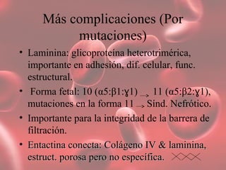 Más complicaciones (Por
mutaciones)
• Laminina: glicoproteína heterotrimérica,
importante en adhesión, dif. celular, func.
estructural.
• Forma fetal: 10 (α5:β1: 1) 11 (ɣ α5:β2: 1),ɣ
mutaciones en la forma 11 Sínd. Nefrótico.
• Importante para la integridad de la barrera de
filtración.
• Entactina conecta: Colágeno IV & laminina,Entactina conecta: Colágeno IV & laminina,
estruct. porosa pero no específica.estruct. porosa pero no específica.
 
