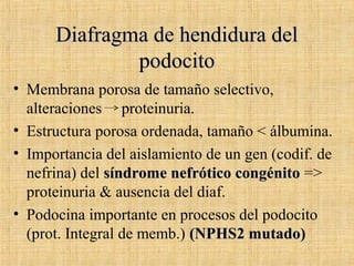 Diafragma de hendidura delDiafragma de hendidura del
podocitopodocito
• Membrana porosa de tamaño selectivo,
alteraciones proteinuria.
• Estructura porosa ordenada, tamaño < álbumina.
• Importancia del aislamiento de un gen (codif. de
nefrina) del síndrome nefrótico congénitosíndrome nefrótico congénito =>
proteinuria & ausencia del diaf.
• Podocina importante en procesos del podocito
(prot. Integral de memb.) (NPHS2 mutado)(NPHS2 mutado)
 