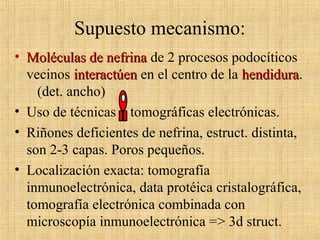 Supuesto mecanismo:
• Moléculas de nefrinaMoléculas de nefrina de 2 procesos podocíticos
vecinos interactúeninteractúen en el centro de la hendidurahendidura.
(det. ancho)
• Uso de técnicas tomográficas electrónicas.
• Riñones deficientes de nefrina, estruct. distinta,
son 2-3 capas. Poros pequeños.
• Localización exacta: tomografía
inmunoelectrónica, data protéica cristalográfica,
tomografía electrónica combinada con
microscopía inmunoelectrónica => 3d struct.
 