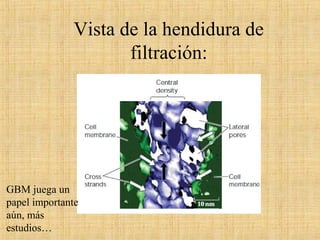 Vista de la hendidura de
filtración:
GBM juega un
papel importante
aún, más
estudios…
 