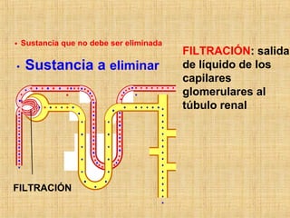 FILTRACIÓN: salida
de líquido de los
capilares
glomerulares al
túbulo renal
FILTRACIÓN
Sustancia a eliminar
Sustancia que no debe ser eliminada
 