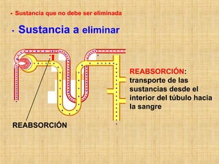 REABSORCIÓN
REABSORCIÓN:
transporte de las
sustancias desde el
interior del túbulo hacia
la sangre
Sustancia a eliminar
Sustancia que no debe ser eliminada
 