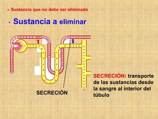 SECRECIÓN
SECRECIÓN: transporte
de las sustancias desde
la sangre al interior del
túbulo
Sustancia a eliminar
Sustancia que no debe ser eliminada
 