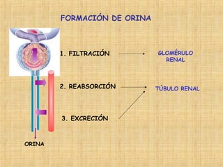 FORMACIÓN DE ORINA
1. FILTRACIÓN
2. REABSORCIÓN
3. EXCRECIÓN
ORINA
GLOMÉRULO
RENAL
TÚBULO RENAL
 