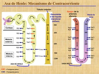 300
300
1200
100
400
300
600
200
400
900 700
H20
H20
H20
H20
H20
H20
H20
NaCl
NaCl
NaCl
NaCl
NaCl
100
100
100
100
900
1200
100
H20
NaCl
H20
NaCl
H20
NaCl
H20
NaCl
H20
NaCl
H20
NaCl
H20
NaCl
H20
NaCl900
600
1200
900
400
400
300
300 300
600Urea
Urea
300
400
600
Asa de Henle: Mecanismo de Contracorriente
Túbulo colector
Osmolalida
d del líquido
intersticial
(mOsm)
Corteza
Médula
externa
Hacia la
vena
Sangre de la
arteriola
aferente
= Transporte activo
= Transporte pasivo
ASA DE HENLE VASA RECTA
Médula
interna
 