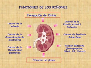 FUNCIONES DE LOS RIÑONES
Formación de Orina
Control de la
Volemia
Control de la
Presión Arterial
Sistémica
Control de Equilibrio
Acido-Base
Control de la
Concentración de
electrolitos
Control de la
Osmolaridad
plasmática
Función Endocrino
(Eritropoyetina,
SRAA, PG, Cininas)
Filtración del plasma
 