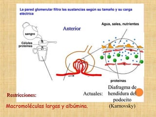 Macromoléculas largas y albúmina.
Restricciones:Restricciones:
AnteriorAnterior
Diafragma deDiafragma de
hendidura delhendidura del
podocitopodocito
((Karnovsky)
Actuales:Actuales:
 