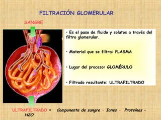 FILTRACIÓN GLOMERULAR
• Es el paso de fluido y solutos a través del
filtro glomerular.
• Material que se filtra: PLASMA
• Lugar del proceso: GLOMÉRULO
• Filtrado resultante: ULTRAFILTRADO
SANGRE
ULTRAFILTRADO = Componente de sangre - Iones - Proteínas –
H2O
 