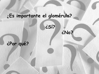 ¿Es importante el glomérulo?
¿Sí?
¿No?
¿Por qué?
 