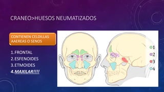 CRANEO>HUESOS NEUMATIZADOS
CONTIENEN CELDILLAS
AAEREAS O SENOS
1.FRONTAL
2.ESFENOIDES
3.ETMOIDES
4.MAXILAR!!!!
 