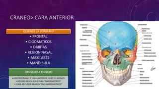 CRANEO> CARA ANTERIOR
PANSSHO-CONSEJO
•VISCEROCRANEO Y CARA ANTERIOR NO ES LO MISMO!
•VISCERO APLICA SOLO PARA “NASOGASTRICO”
•CARA ANTERIOR ABARCA “SNC+NASOGASTRICO”
QUIENES LA FORMAN?
• FRONTAL
• CIGOMATICOS
• ORBITAS
• REGION NASAL
• MAXILARES
• MANDIBULA
 