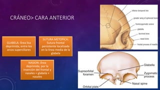 CRÁNEO> CARA ANTERIOR
GLABELA: Área lisa
deprimida, entre los
arcos superciliares
SUTURA METOPICA:
Sutura frontal
persistente localizada
en la línea media de la
glabela
NASION: Área
deprimida, por la
inserción del frontal y
nasales = glabela +
nasales
 