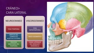 CRÁNEO>
CARA LATERAL
NEUROCRANEO
FOSA TEMPORAL
ORIFICIO DEL
CONDUCTO
AUDITIVO EXTERNO
PROCESO
MASTOIDES DEL
TEMPORAL
VISCEROCRANEO
FOSA
INFRATEMPORAL
ARCO CIGOMATICO
CARAS LATERALES
DEL MAXILAR Y
MANDIBULA
 
