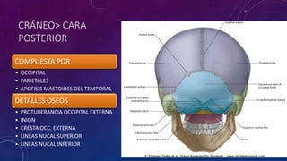CRÁNEO> CARA
POSTERIOR
COMPUESTA POR
• OCCIPITAL
• PARIETALES
• APOFISIS MASTOIDES DEL TEMPORAL
DETALLES OSEOS
• PROTUBERANCIA OCCIPITAL EXTERNA
• INION
• CRESTA OCC. EXTERNA
• LINEAS NUCAL SUPERIOR
• LINEAS NUCAL INFERIOR
 