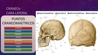 CRÁNEO>
CARA LATERAL
PUNTOS
CRANEOMAETRICOS
PTERION
LAMBDA
BREGMA
VERTEX
ASTERION
GLABELA
INION
NASION
 