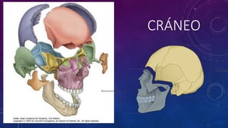 CRÁNEO
 