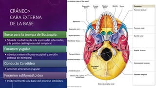 CRÁNEO>
CARA EXTERNA
DE LA BASE
Surco para la trompa de Eustaquio.
• Situada medialmente a la espina del esfenoides,
y la poción cartilaginosa del temporal.
Foramen yugular.
• Abertura entre el hueso occipital y porción
petrosa del temporal
Conducto Carotideo
• Anterior al foramen yugular
Foramen estilomastoideo
• Posteriormente a la base del proceso estiloides
 