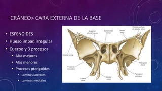 CRÁNEO> CARA EXTERNA DE LA BASE
• ESFENOIDES
• Hueso impar, irregular
• Cuerpo y 3 procesos
• Alas mayores
• Alas menores
• Procesos pterigoides
• Laminas laterales
• Laminas mediales
 