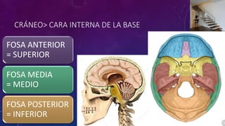 CRÁNEO> CARA INTERNA DE LA BASE
FOSA ANTERIOR
= SUPERIOR
FOSA MEDIA
= MEDIO
FOSA POSTERIOR
= INFERIOR
 