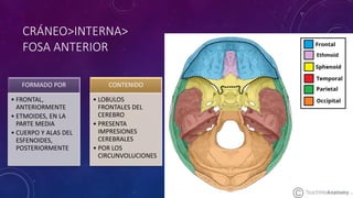 CRÁNEO>INTERNA>
FOSA ANTERIOR
FORMADO POR
• FRONTAL,
ANTERIORMENTE
• ETMOIDES, EN LA
PARTE MEDIA
• CUERPO Y ALAS DEL
ESFENOIDES,
POSTERIORMENTE
CONTENIDO
• LOBULOS
FRONTALES DEL
CEREBRO
• PRESENTA
IMPRESIONES
CEREBRALES
• POR LOS
CIRCUNVOLUCIONES
 