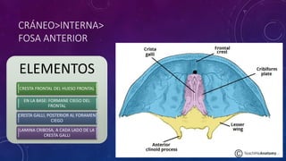 CRÁNEO>INTERNA>
FOSA ANTERIOR
ELEMENTOS
CRESTA FRONTAL DEL HUESO FRONTAL
EN LA BASE: FORMANE CIEGO DEL
FRONTAL
CRESTA GALLI, POSTERIOR AL FORAMEN
CIEGO
LAMINA CRIBOSA, A CADA LADO DE LA
CRESTA GALLI
 