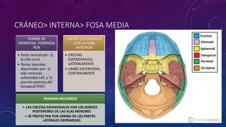 CRÁNEO> INTERNA> FOSA MEDIA
FORMA DE
MARIPOSA, FORMADA
POR
• Parte central por: 1)
la silla turca
• Partes laterales
deprimidas por: 1)
alas menores
esfenoides LAT. y 2)
porción petrosa del
temporal POST.
LIMITES DIVISIONALES
CON LA FOSA
ANTERIOR
• CRESTAS
ESFENOIDALES,
LATERALMENTE
• LIMBO ESFENOIDAL,
CENTRALMENTE
PANSSHO-RECUERDO
• LAS CRESTAS ESFENOIDALES SON LOS BORDES
POSTERIORES DE LAS ALAS MENORES
• SE PROYECTAN POR ARRIBA DE LAS PARTES
LATERALES DEPRIMIDAS
 