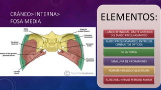 CRÁNEO> INTERNA>
FOSA MEDIA ELEMENTOS:
LIMBO ESFENOIDAL, LIMITE ANTERIOR
DEL SURCO PREQUIASMATICO
SURCO PREQUIASMATICO, ENTRE LOS
CONDUCTOS OPTICOS
SILLA TURCA
SEMILUNA DE 4 FORAMENES
FORAMEN RASGADO (LACERUM)
SURCO DEL NERVIO PETROSO MAYOR
 