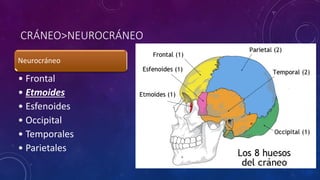 CRÁNEO>NEUROCRÁNEO
Neurocráneo
• Frontal
• Etmoides
• Esfenoides
• Occipital
• Temporales
• Parietales
 