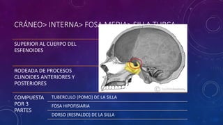 CRÁNEO> INTERNA> FOSA MEDIA> SILLA TURCA
SUPERIOR AL CUERPO DEL
ESFENOIDES
RODEADA DE PROCESOS
CLINOIDES ANTERIORES Y
POSTERIORES
COMPUESTA
POR 3
PARTES
TUBERCULO (POMO) DE LA SILLA
FOSA HIPOFISIARIA
DORSO (RESPALDO) DE LA SILLA
 