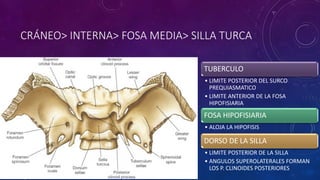 CRÁNEO> INTERNA> FOSA MEDIA> SILLA TURCA
TUBERCULO
• LIMITE POSTERIOR DEL SURCO
PREQUIASMATICO
• LIMITE ANTERIOR DE LA FOSA
HIPOFISIARIA
FOSA HIPOFISIARIA
• ALOJA LA HIPOFISIS
DORSO DE LA SILLA
• LIMITE POSTERIOR DE LA SILLA
• ANGULOS SUPEROLATERALES FORMAN
LOS P. CLINOIDES POSTERIORES
 
