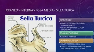 CRÁNEO> INTERNA> FOSA MEDIA> SILLA TURCA
TUBERCULO
• LIMITE POSTERIOR DEL SURCO
PREQUIASMATICO
• LIMITE ANTERIOR DE LA FOSA
HIPOFISIARIA
FOSA HIPOFISIARIA
• ALOJA LA HIPOFISIS
DORSO DE LA SILLA
• LIMITE POSTERIOR DE LA SILLA
• ANGULOS SUPEROLATERALES FORMAN
LOS P. CLINOIDES POSTERIORES
 