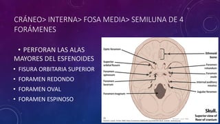 CRÁNEO> INTERNA> FOSA MEDIA> SEMILUNA DE 4
FORÁMENES
• PERFORAN LAS ALAS
MAYORES DEL ESFENOIDES
• FISURA ORBITARIA SUPERIOR
• FORAMEN REDONDO
• FORAMEN OVAL
• FORAMEN ESPINOSO
 