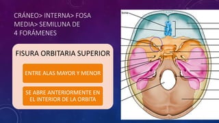 CRÁNEO> INTERNA> FOSA
MEDIA> SEMILUNA DE
4 FORÁMENES
FISURA ORBITARIA SUPERIOR
ENTRE ALAS MAYOR Y MENOR
SE ABRE ANTERIORMENTE EN
EL INTERIOR DE LA ORBITA
 
