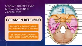 CRÁNEO> INTERNA> FOSA
MEDIA> SEMILUNA DE
4 FORÁMENES
FORAMEN REDONDO
POSTERIOR AL EXTREMO MEDIAL
DE LA FISURA ORBITARIA SUPERIOR
SE ABRE EN LA FOSA PALATINA
(ESFENOIDES, MAXILAR, PALATINO)
 