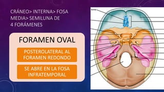 CRÁNEO> INTERNA> FOSA
MEDIA> SEMILUNA DE
4 FORÁMENES
FORAMEN OVAL
POSTEROLATERAL AL
FORAMEN REDONDO
SE ABRE EN LA FOSA
INFRATEMPORAL
 