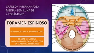 CRÁNEO> INTERNA> FOSA
MEDIA> SEMILUNA DE
4 FORÁMENES
FORAMEN ESPINOSO
POSTEROLATERAL AL FORAMEN OVAL
SE ABRE EN LA FOSA
INFRATEMPORAL EN RELACION CON
LA ESPINA DEL ESFENOIDES
 