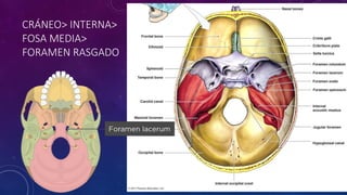 CRÁNEO> INTERNA>
FOSA MEDIA>
FORAMEN RASGADO
 