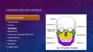 CRÁNEO>NEUROCRÁNEO
Viscerocráneo
• Mandíbula
• Vómer
• Etmoides
• Maxilares
• Cornetes nasales inferiores
• Cigomáticos
• Palatinos
• Nasales
• Lagrimales
 
