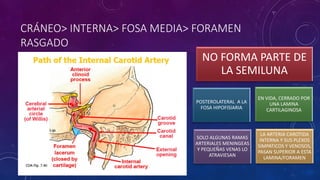 CRÁNEO> INTERNA> FOSA MEDIA> FORAMEN
RASGADO
NO FORMA PARTE DE
LA SEMILUNA
POSTEROLATERAL A LA
FOSA HIPOFISIARIA
EN VIDA, CERRADO POR
UNA LAMINA
CARTILAGINOSA
SOLO ALGUNAS RAMAS
ARTERIALES MENINGEAS
Y PEQUEÑAS VENAS LO
ATRAVIESAN
LA ARTERIA CAROTIDA
INTERNA Y SUS PLEXOS
SIMPATICOS Y VENOSOS,
PASAN SUPERIOR A ESTA
LAMINA/FORAMEN
 