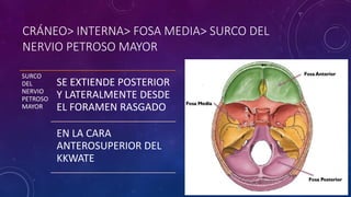 CRÁNEO> INTERNA> FOSA MEDIA> SURCO DEL
NERVIO PETROSO MAYOR
SURCO
DEL
NERVIO
PETROSO
MAYOR
SE EXTIENDE POSTERIOR
Y LATERALMENTE DESDE
EL FORAMEN RASGADO
EN LA CARA
ANTEROSUPERIOR DEL
KKWATE
 