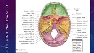 CRÁNEO>
INTERNA>
FOSA
MEDIA
 