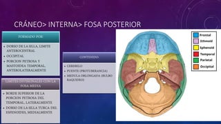CRÁNEO> INTERNA> FOSA POSTERIOR
 