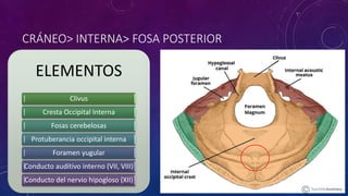 CRÁNEO> INTERNA> FOSA POSTERIOR
ELEMENTOS
Clivus
Cresta Occipital Interna
Fosas cerebelosas
Protuberancia occipital interna
Foramen yugular
Conducto auditivo interno (VII, VIII)
Conducto del nervio hipogloso (XII)
 