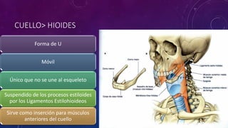 CUELLO> HIOIDES
Forma de U
Móvil
Único que no se une al esqueleto
Suspendido de los procesos estiloides
por los Ligamentos Estilohioideos
Sirve como inserción para músculos
anteriores del cuello
 
