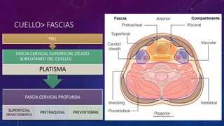CUELLO> FASCIAS
FASCIA CERVICAL PROFUNDA
SUPERFICIAL
(REVESTIMIENTO)
PRETRAQUEAL PREVERTEBRAL
FASCIA CERVICAL SUPERFICIAL (TEJIDO
SUBCUTANEO DEL CUELLO)
PLATISMA
PIEL
 