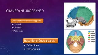 CRÁNEO>NEUROCRÁNEO
Calvaria (Boveda craneal) ppales
• Frontal
• Occipital
• Parietales
Base del cráneo ppales
• Esfenoides
• Temporales
 